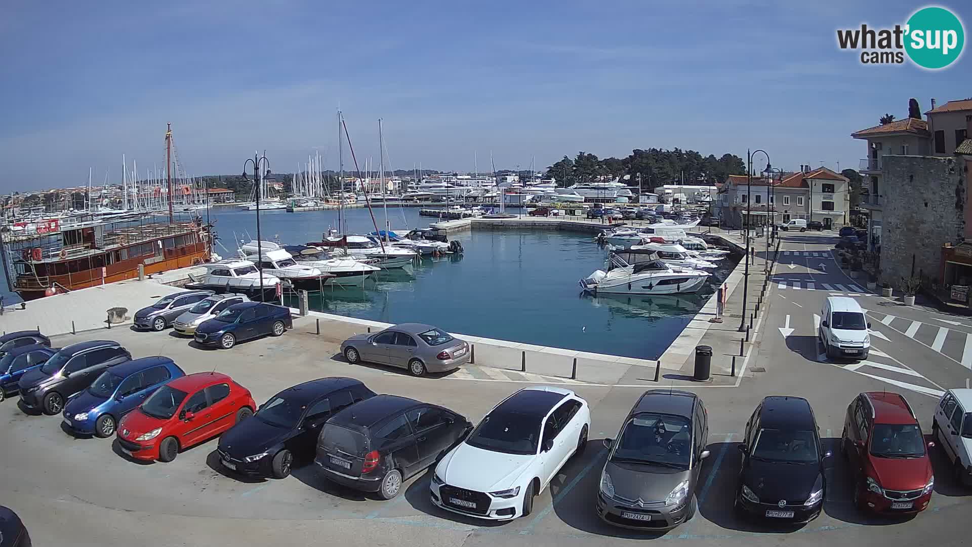Novigrad | Porporela marina