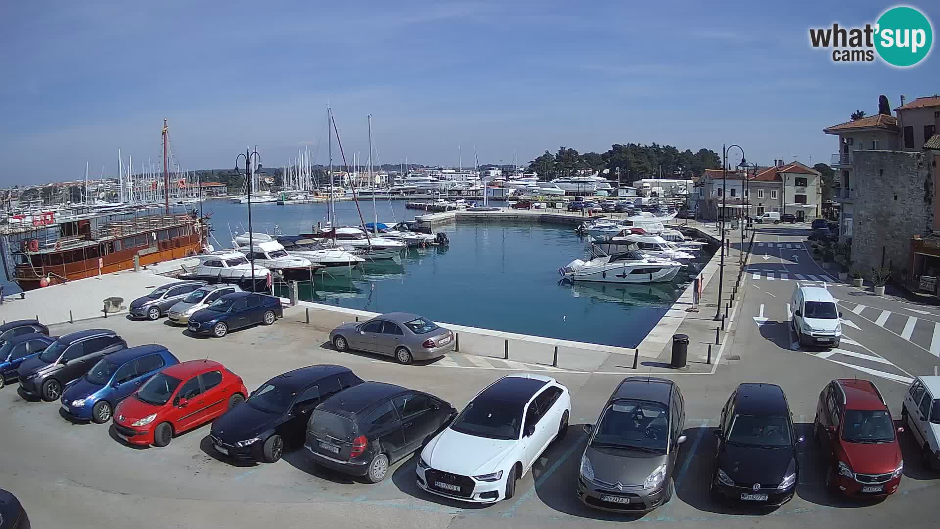 Novigrad | Porporela marina