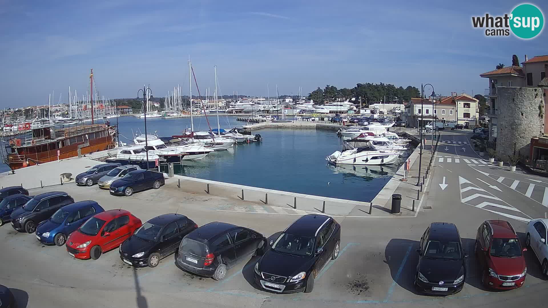 Novigrad | Porporela marina