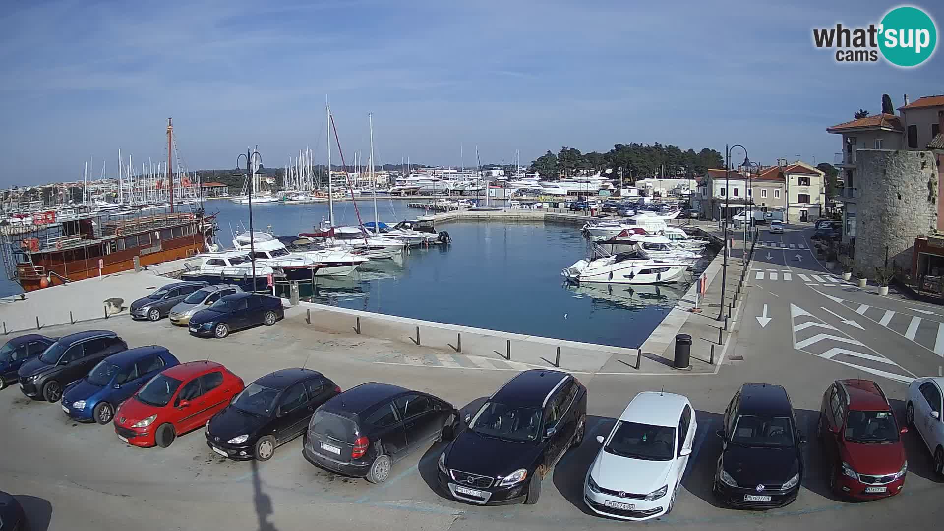 Novigrad | Porporela marina