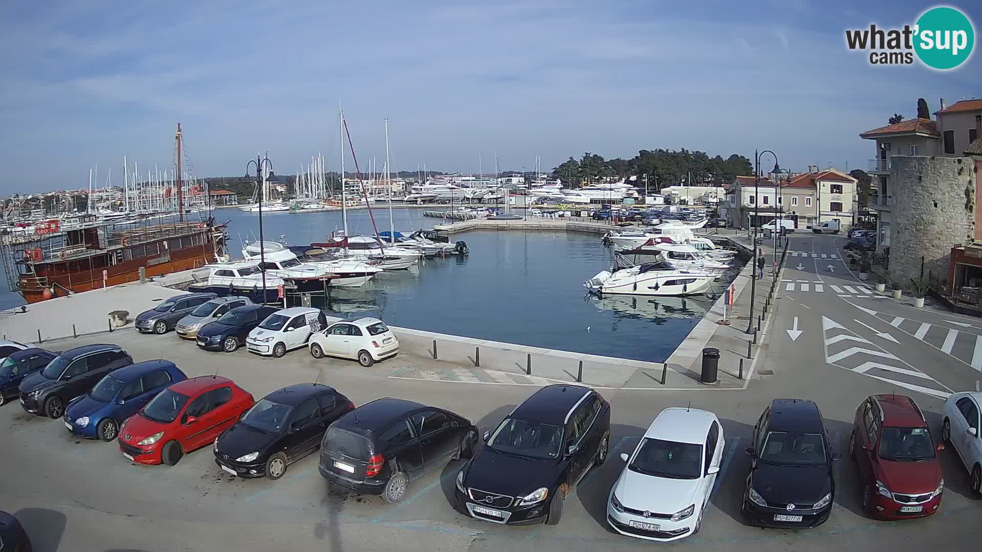 Novigrad | Porporela marina