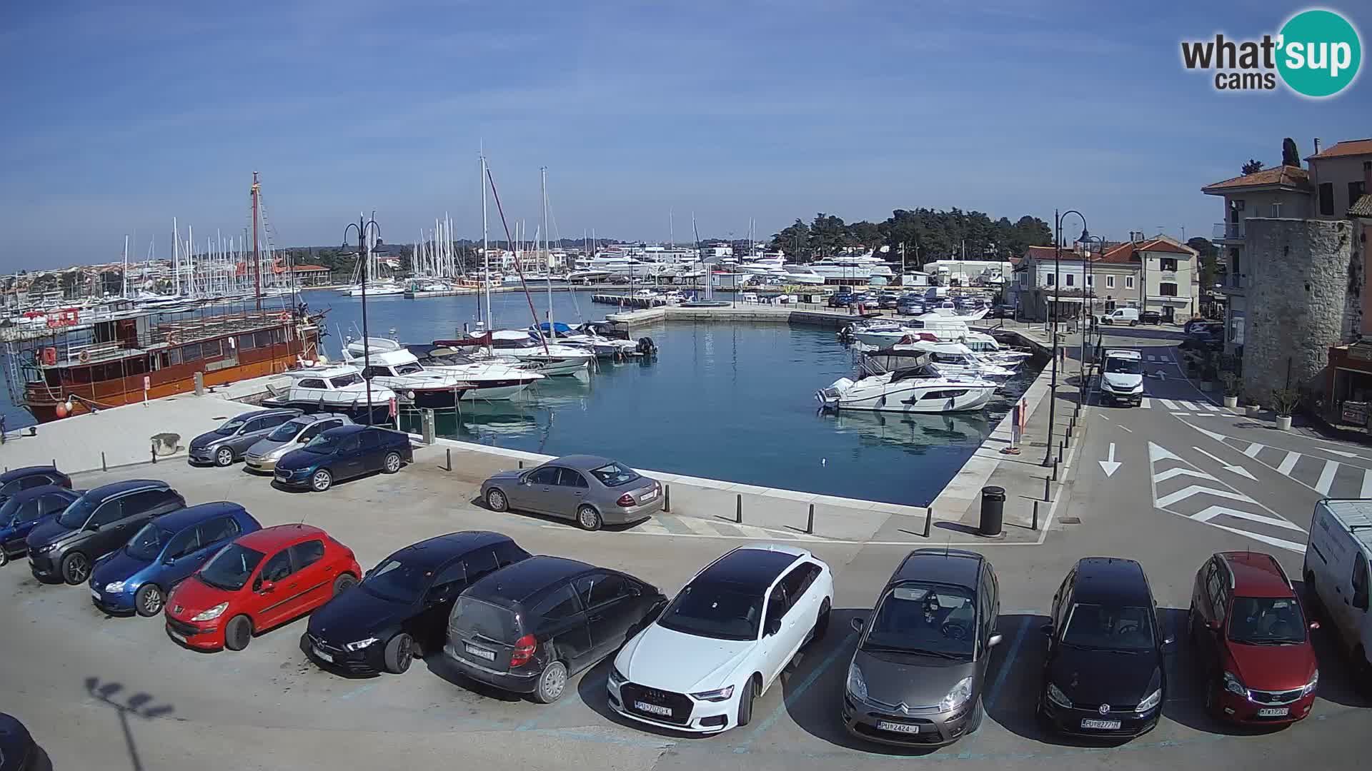 Novigrad | Porporela marina