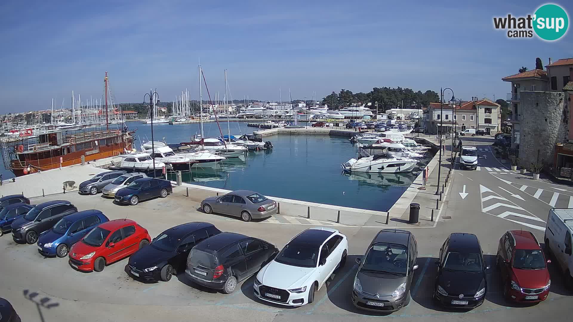Novigrad | Porporela marina