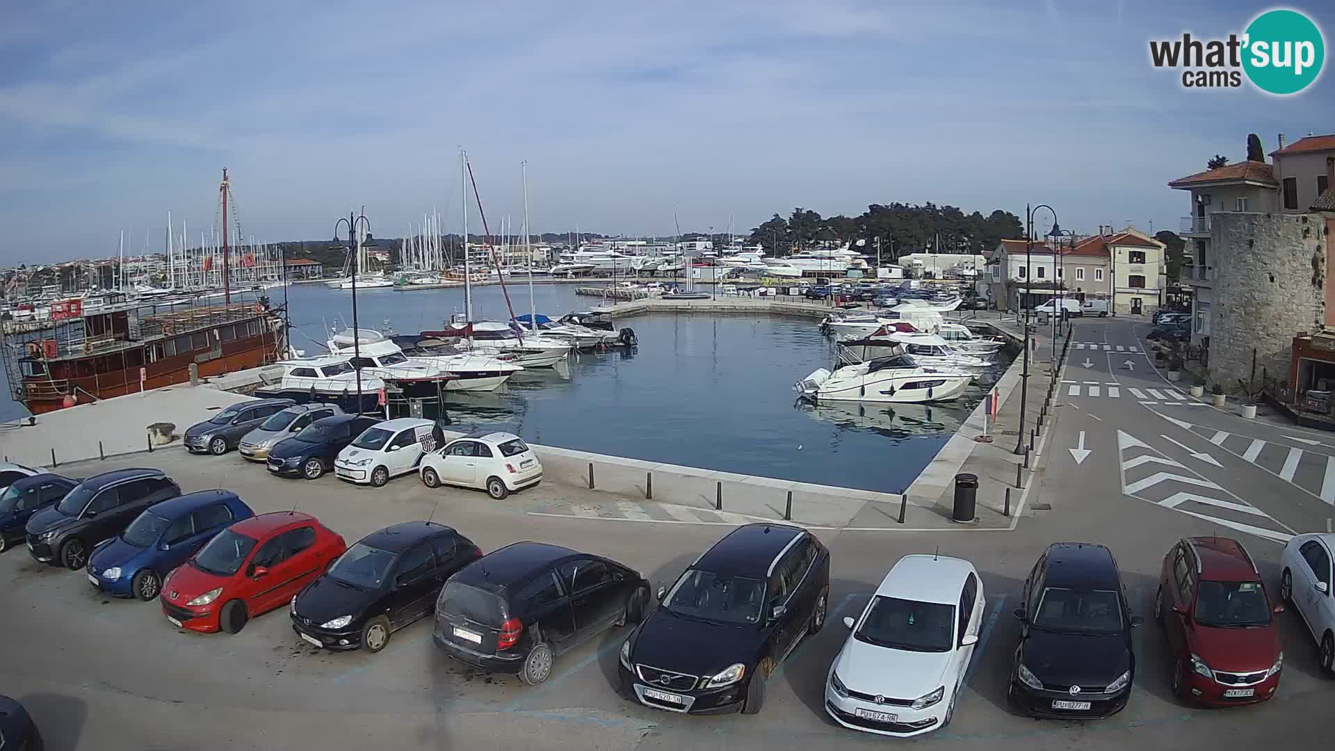 Novigrad | Porporela marina