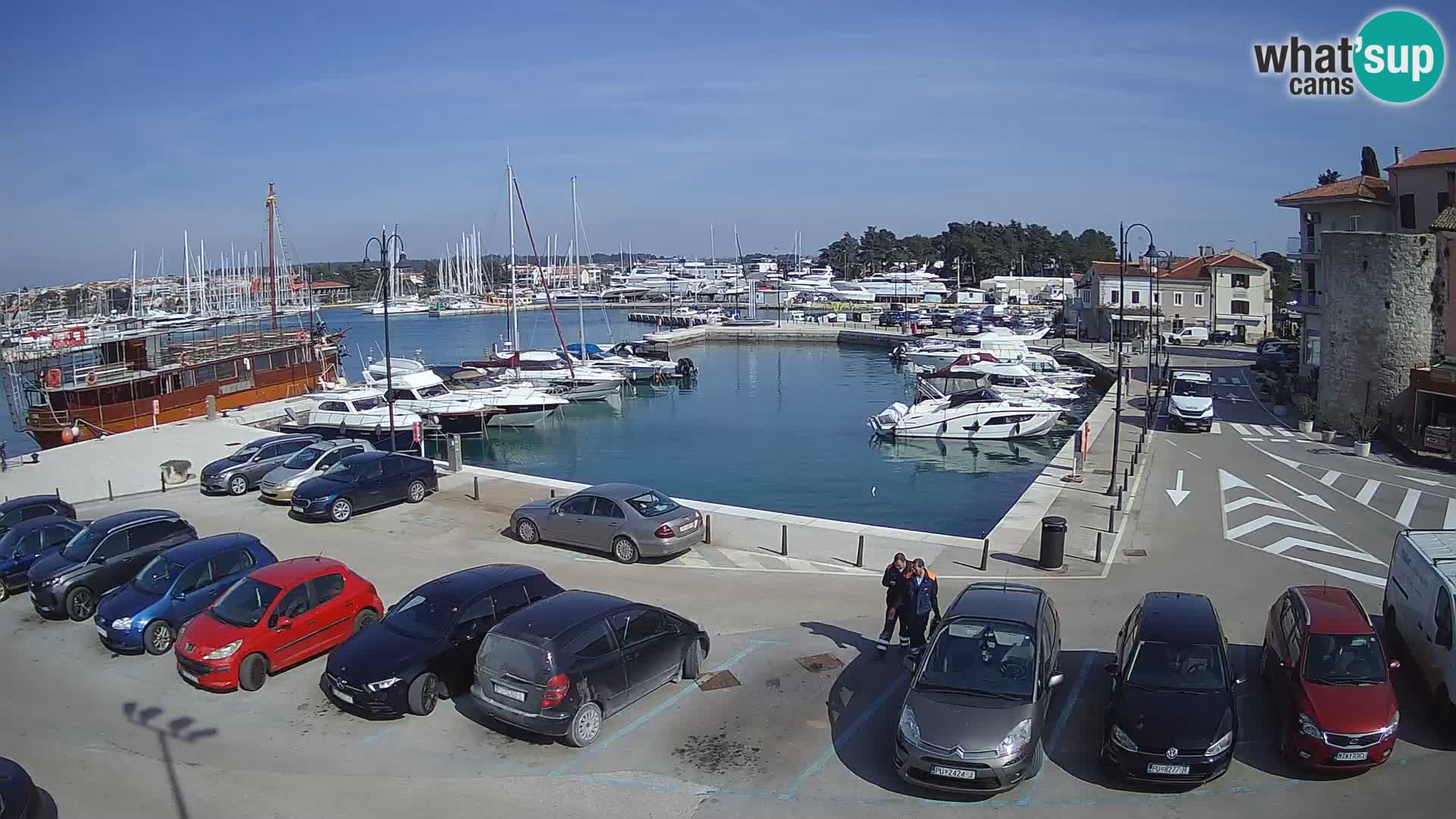 Novigrad | Porporela marina