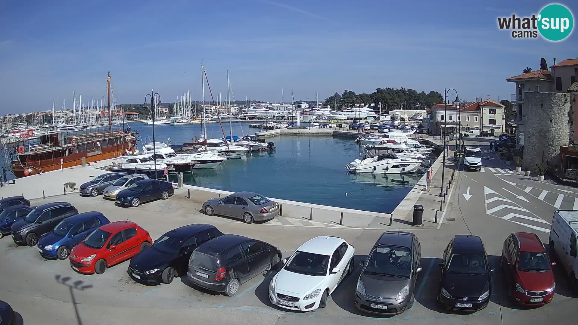 Novigrad | Porporela marina
