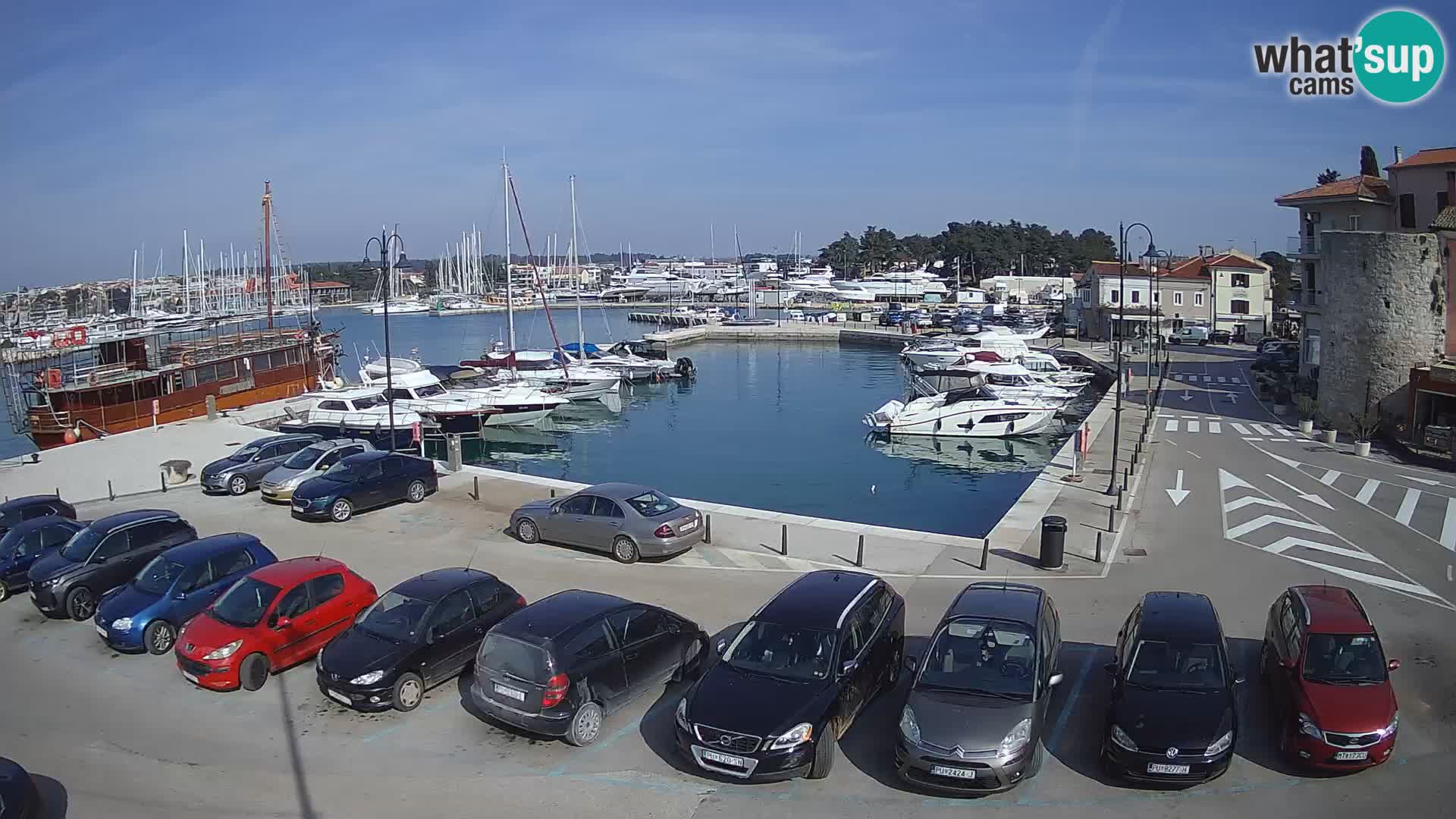 Novigrad | Porporela marina