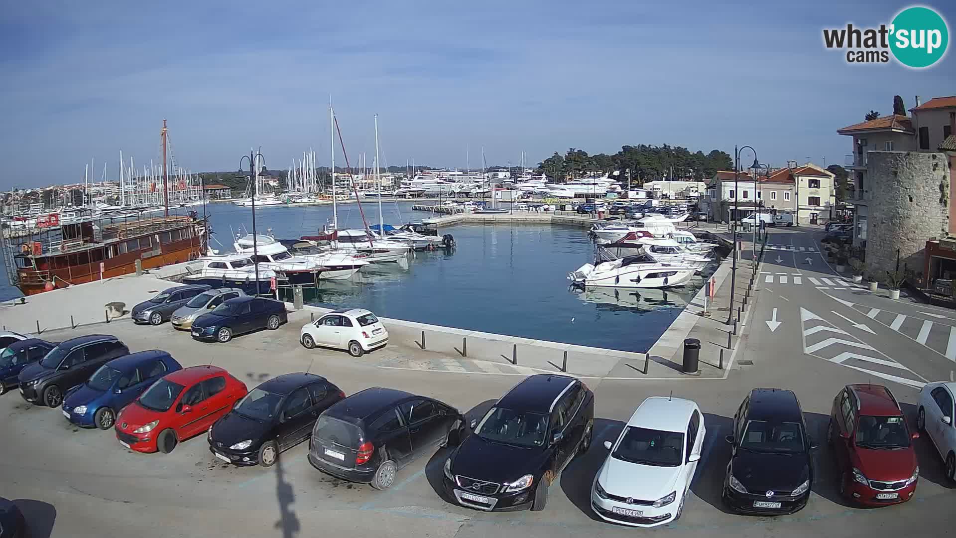 Novigrad | Porporela marina