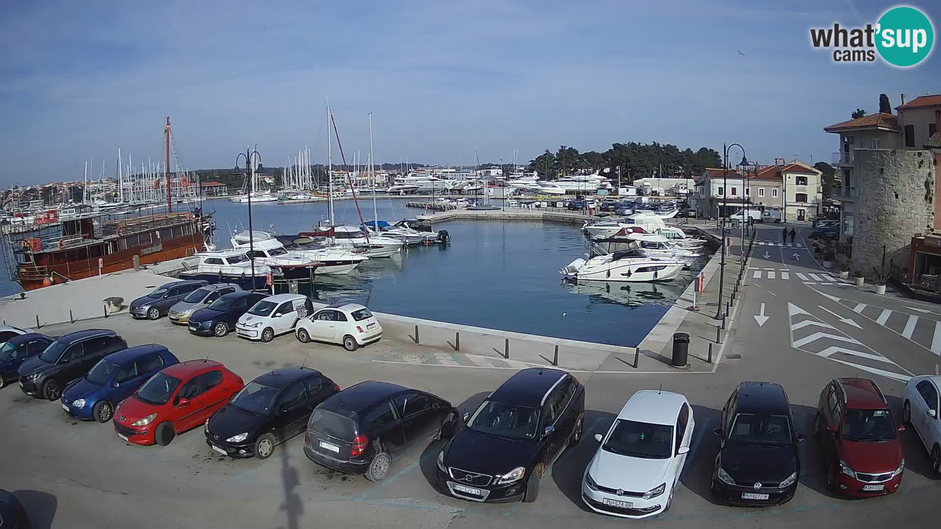 Novigrad | Porporela marina