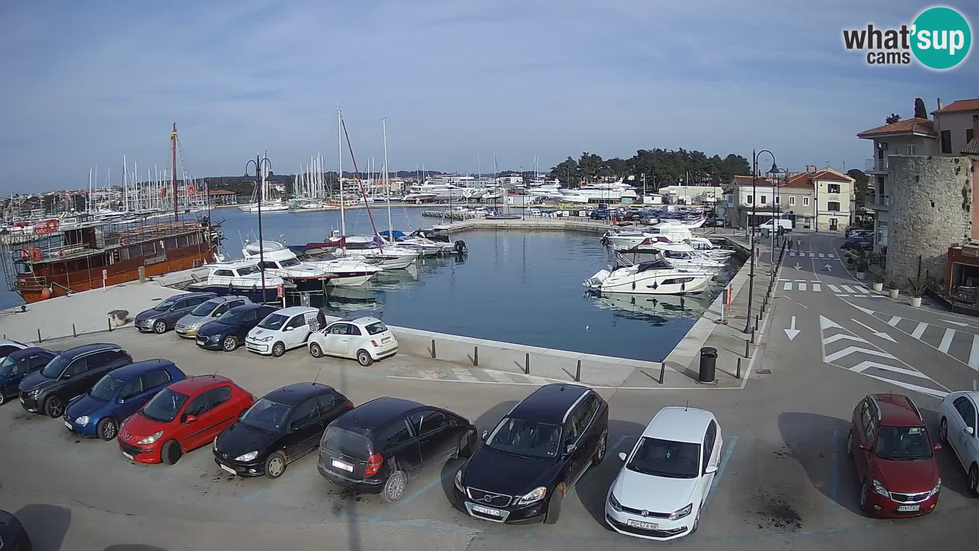 Novigrad | Porporela marina