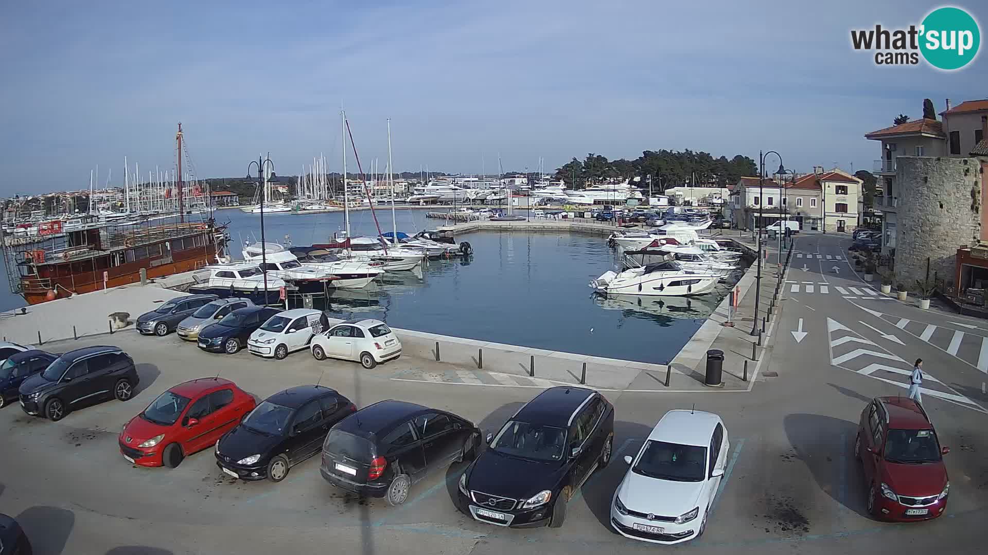 Novigrad | Porporela marina