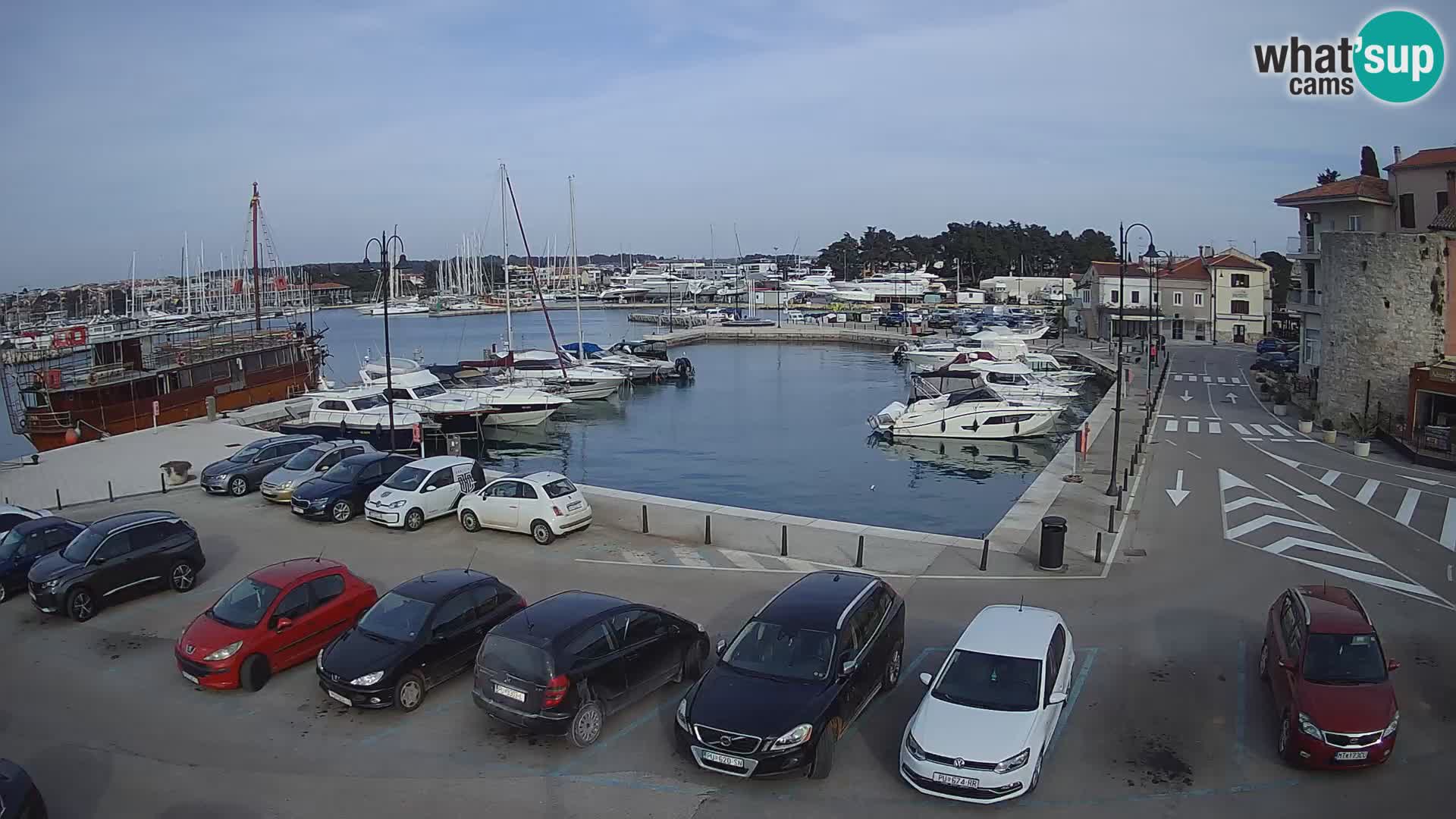 Novigrad | Porporela marina