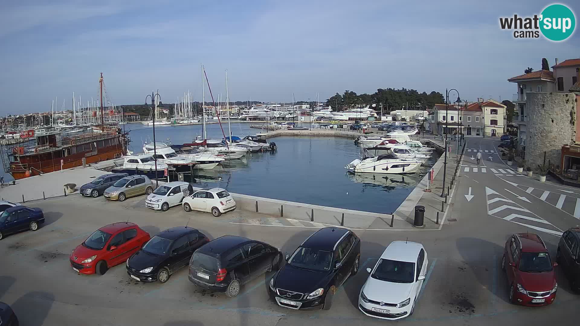 Novigrad | Porporela marina