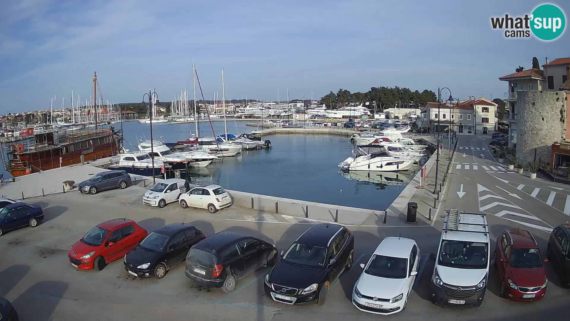 Novigrad | Porporela marina