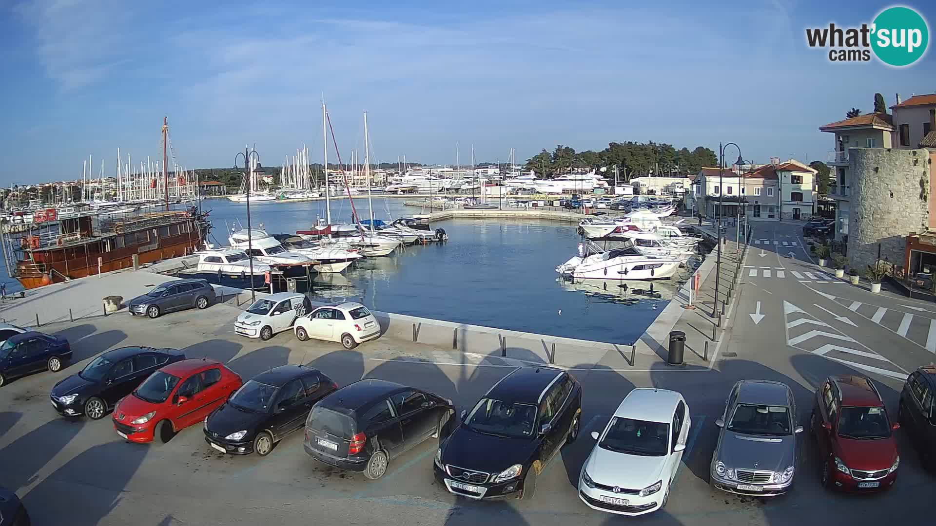 Novigrad | Porporela marina