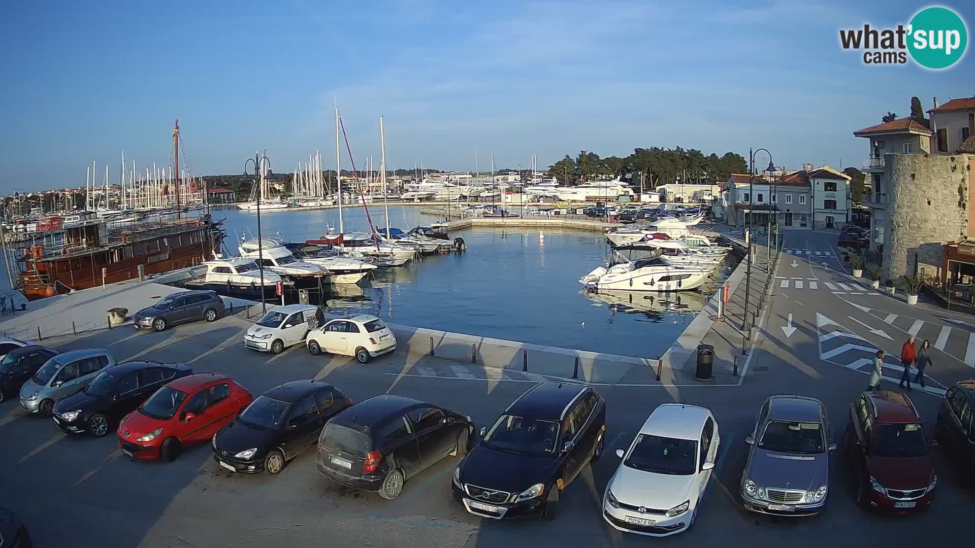 Novigrad | Porporela marina