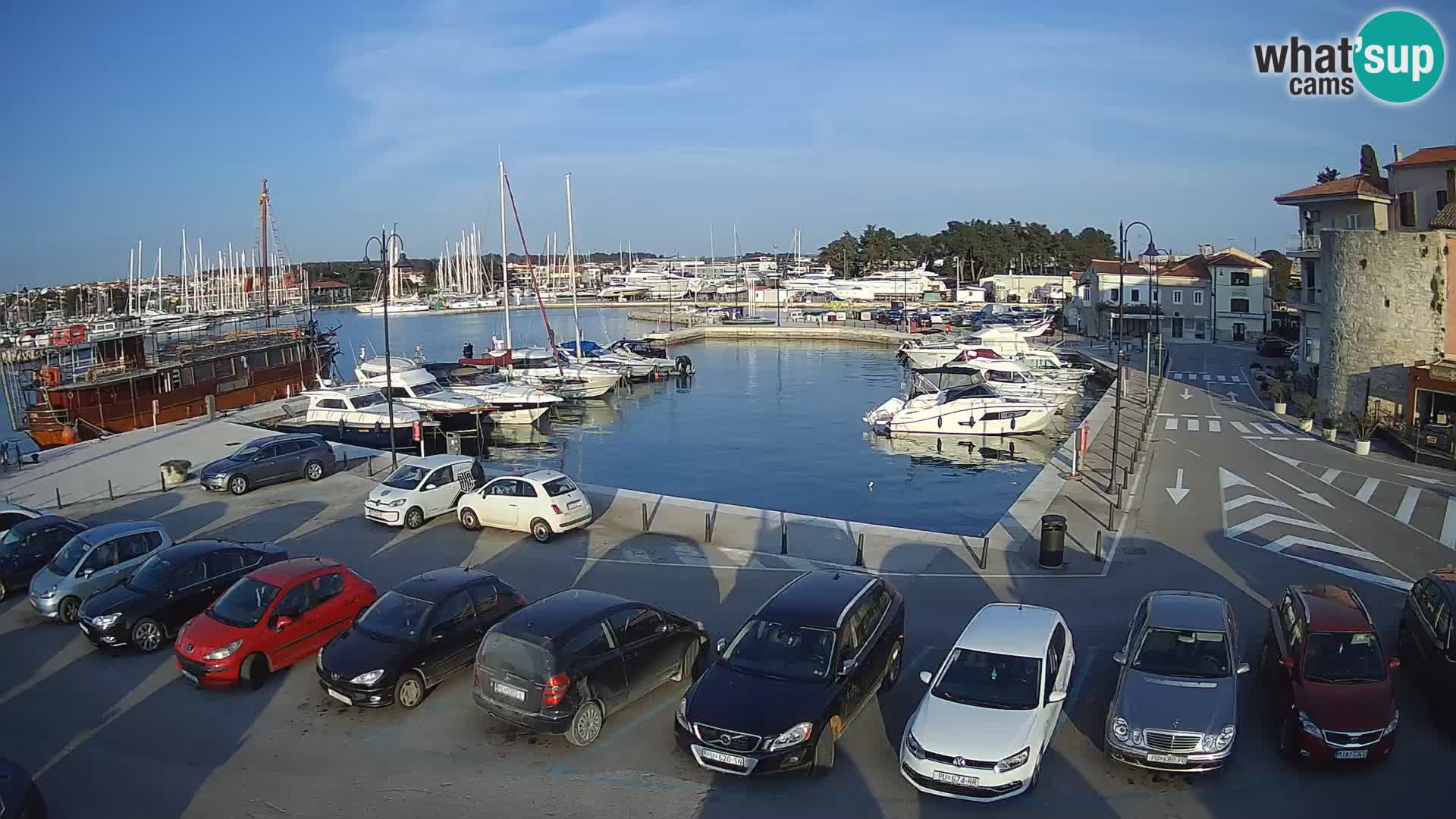 Novigrad | Porporela marina