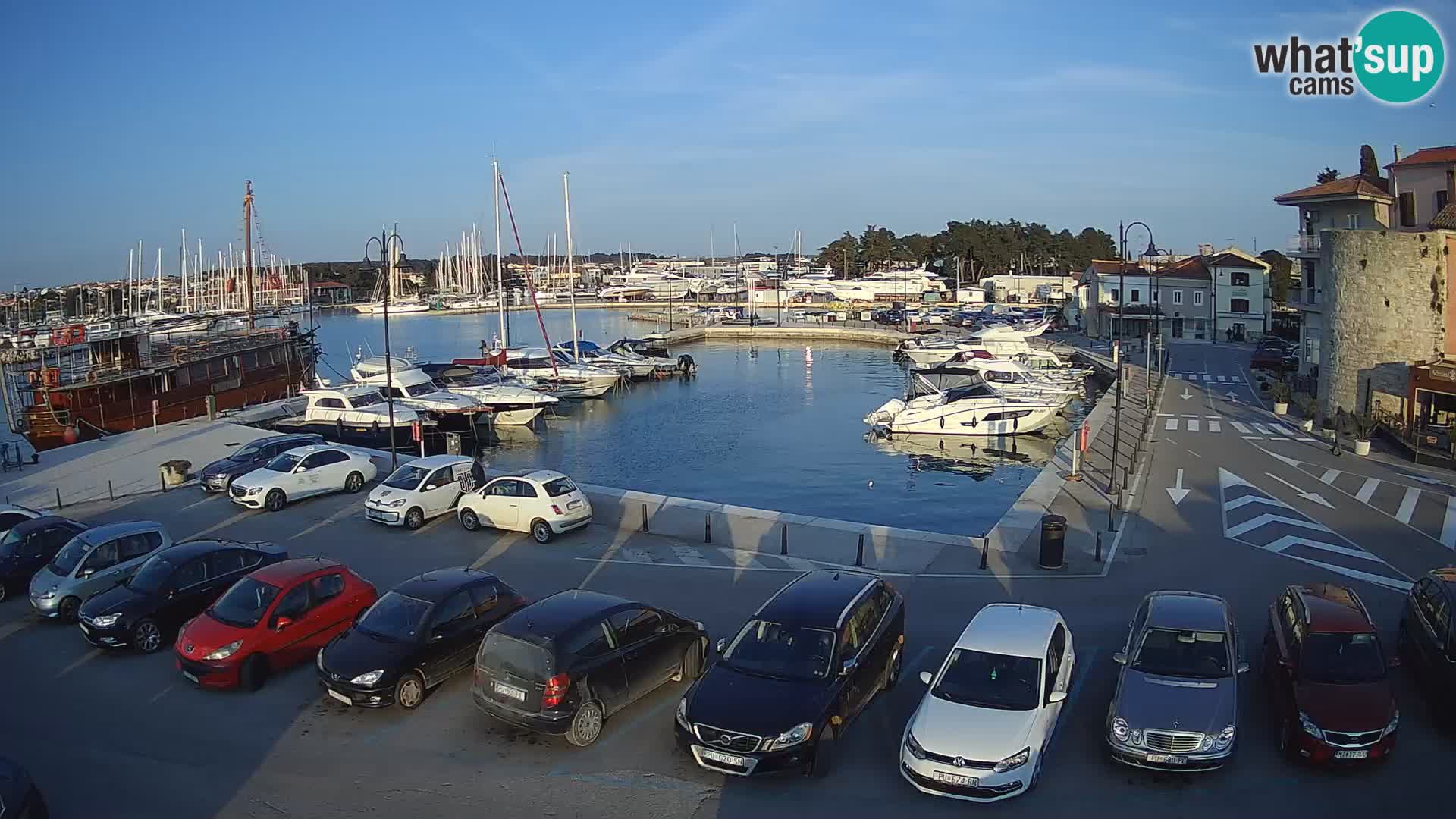 Novigrad | Porporela marina