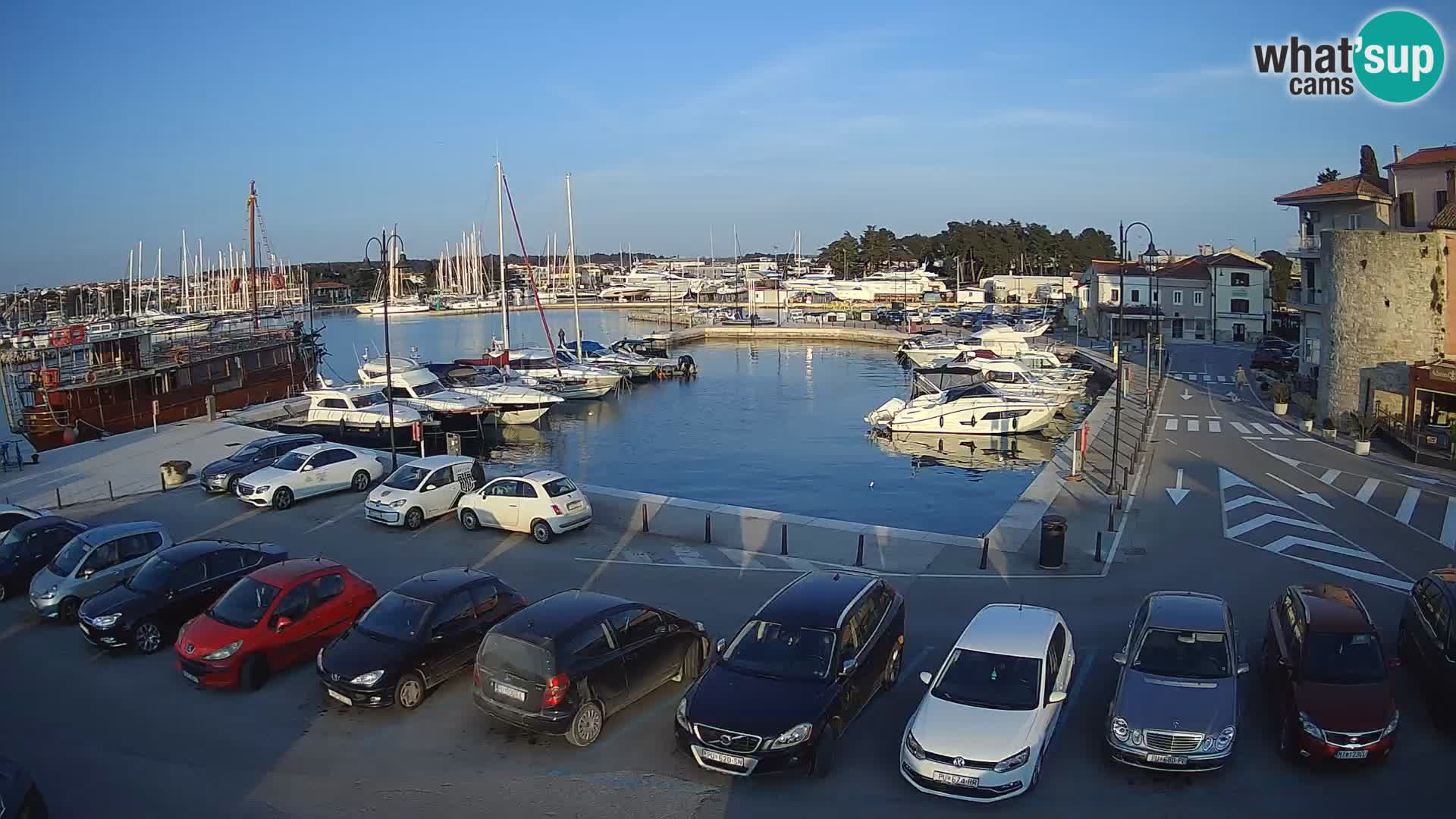 Novigrad | Porporela marina