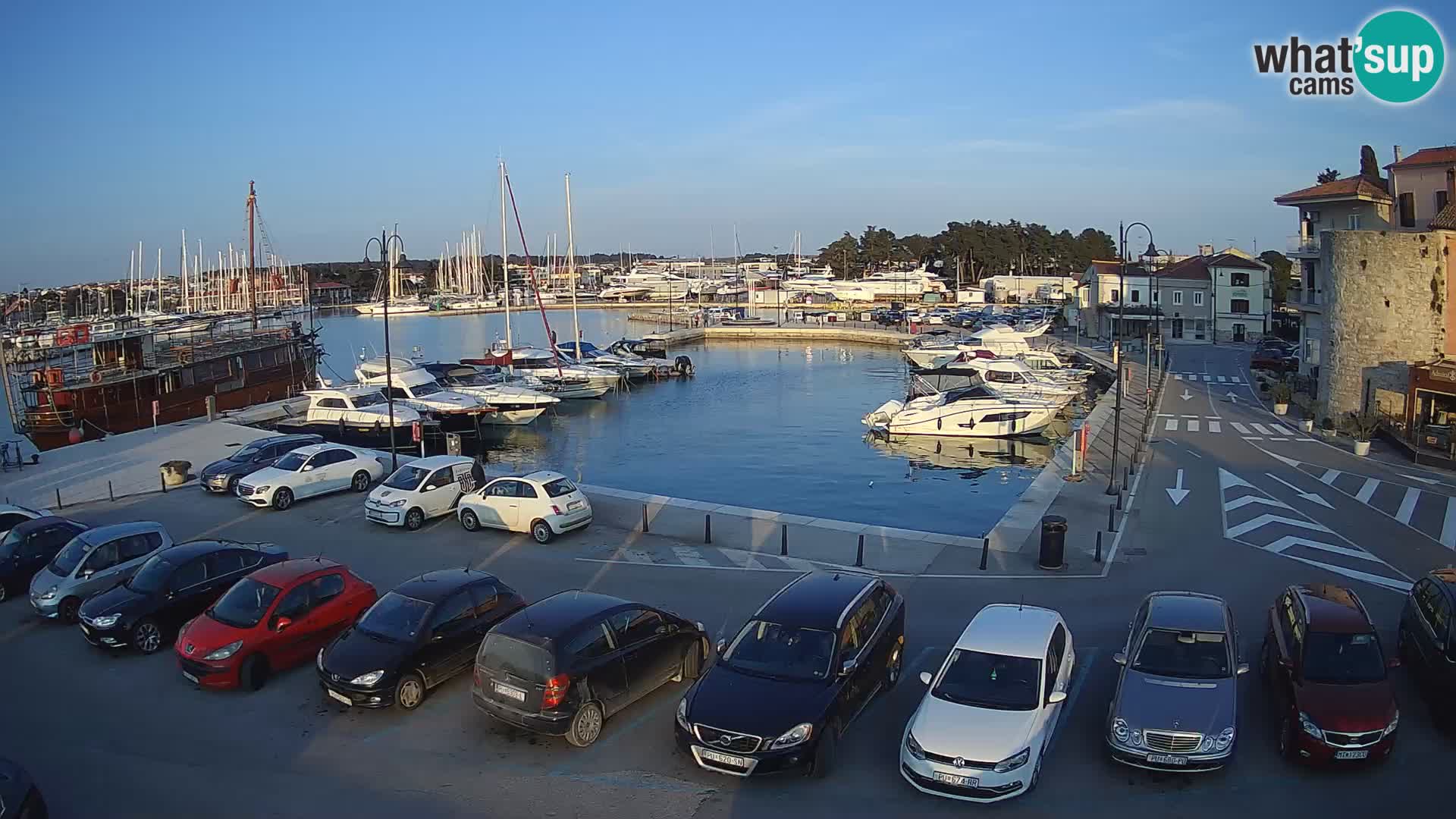 Novigrad | Porporela marina