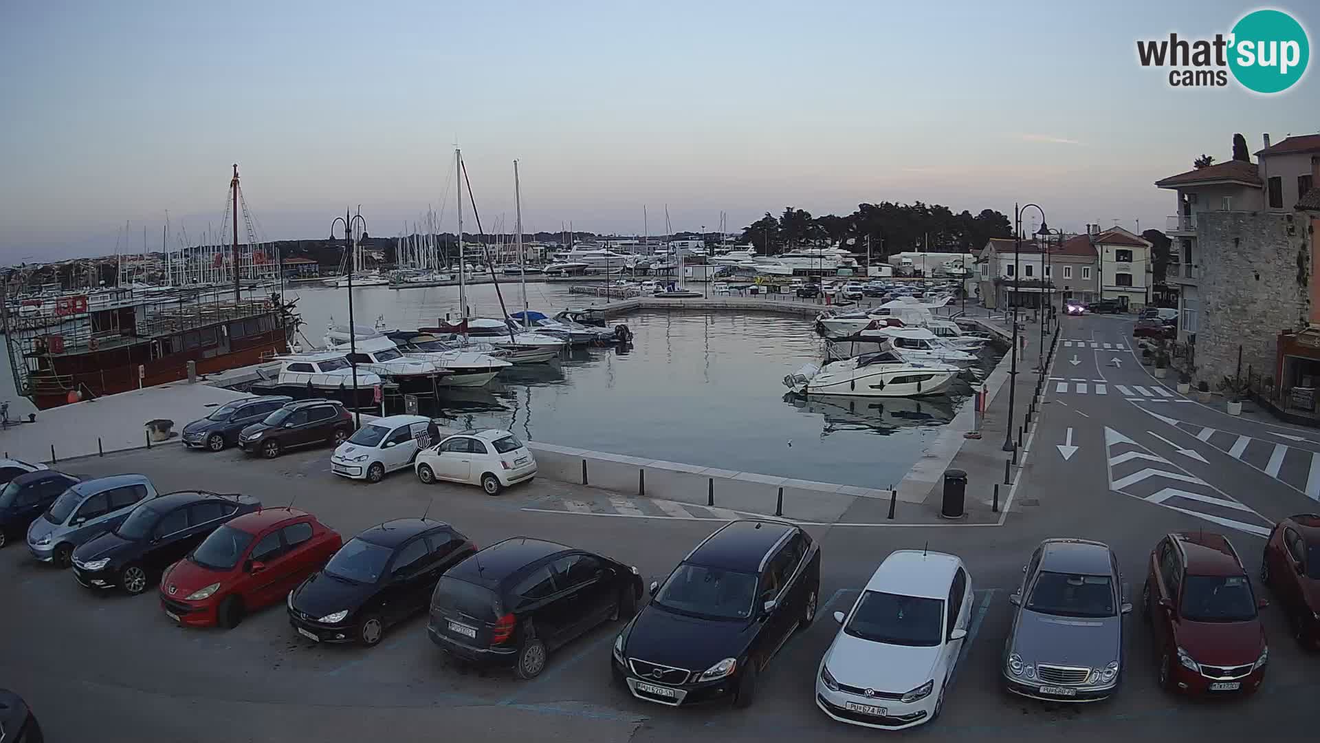 Novigrad | Porporela marina