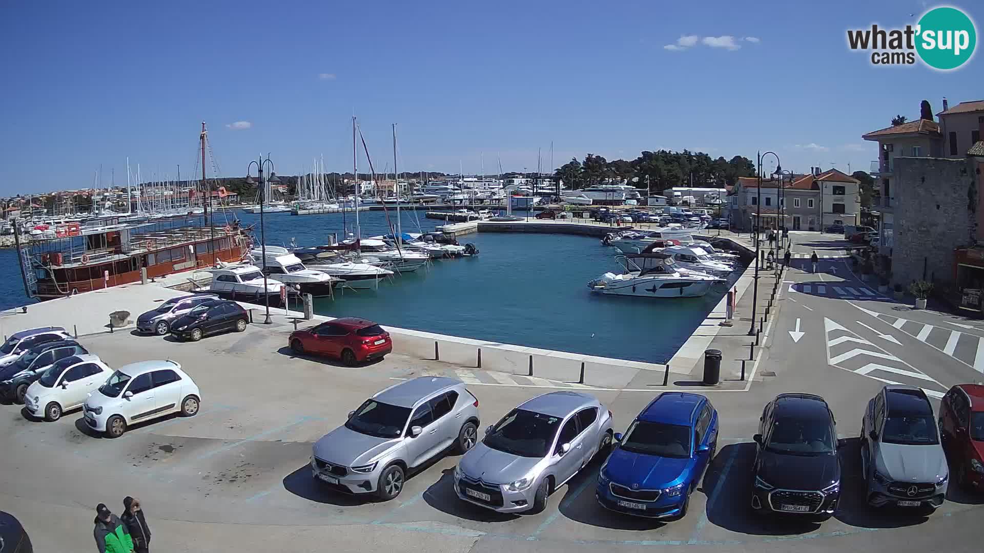 Novigrad | Porporela marina