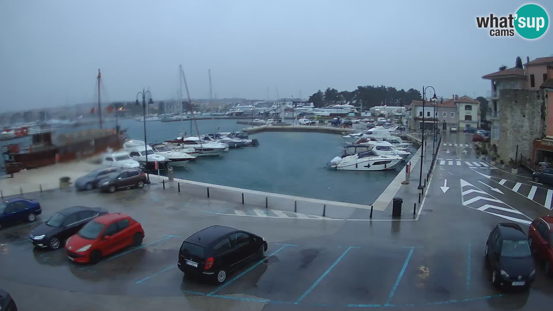 Novigrad | Porporela marina