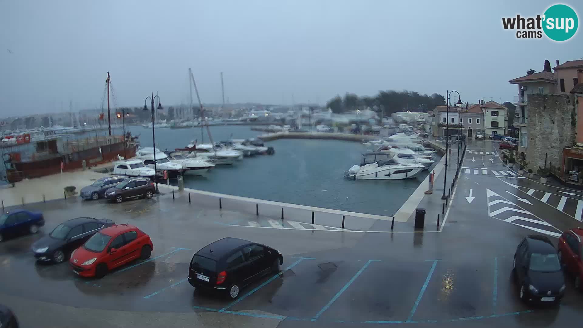 Novigrad | Porporela marina