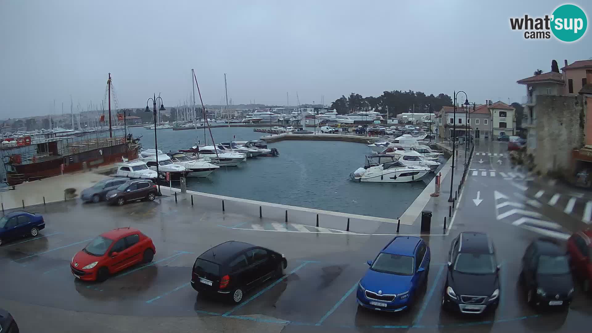 Novigrad | Porporela marina