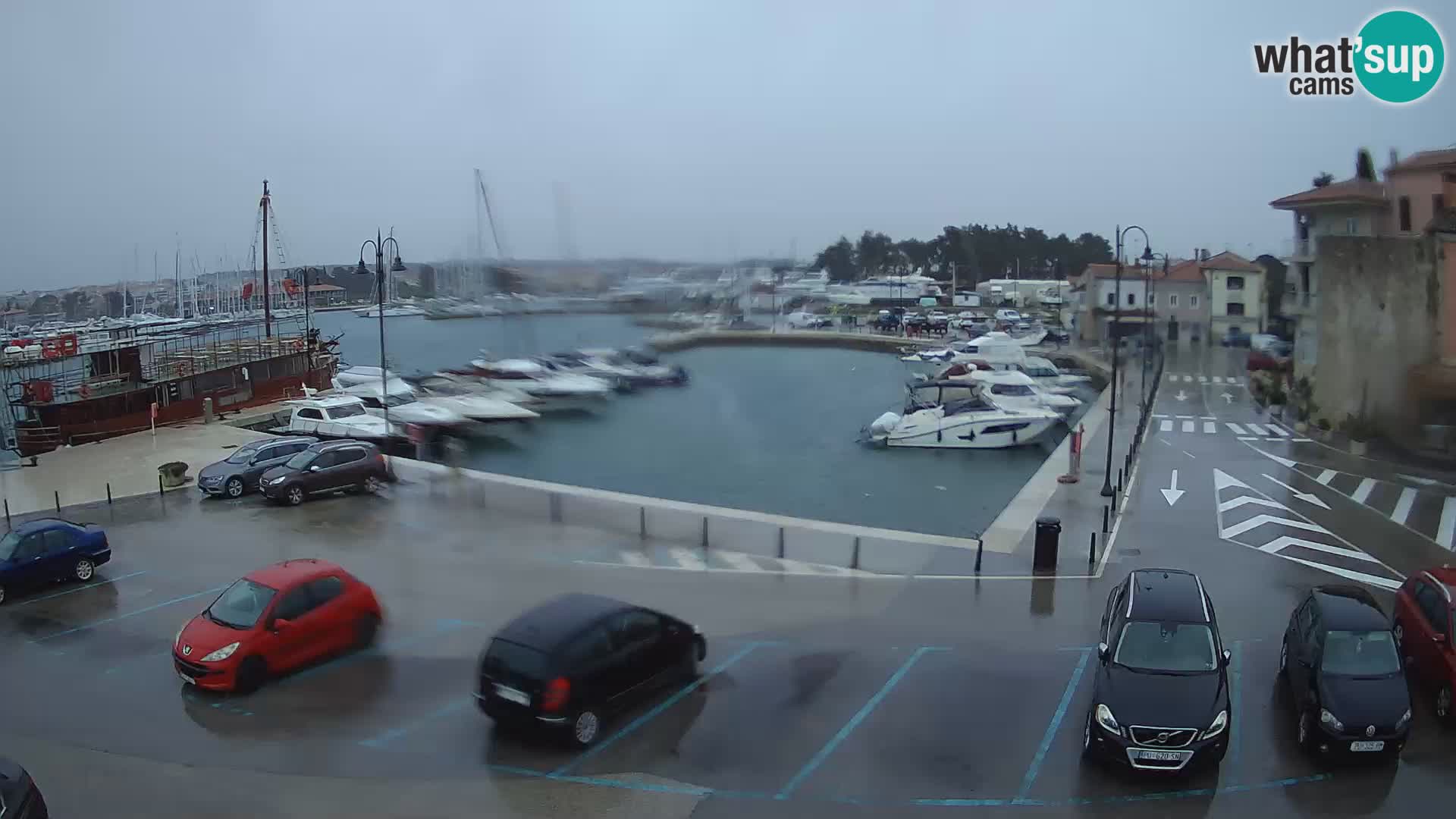 Novigrad | Porporela marina