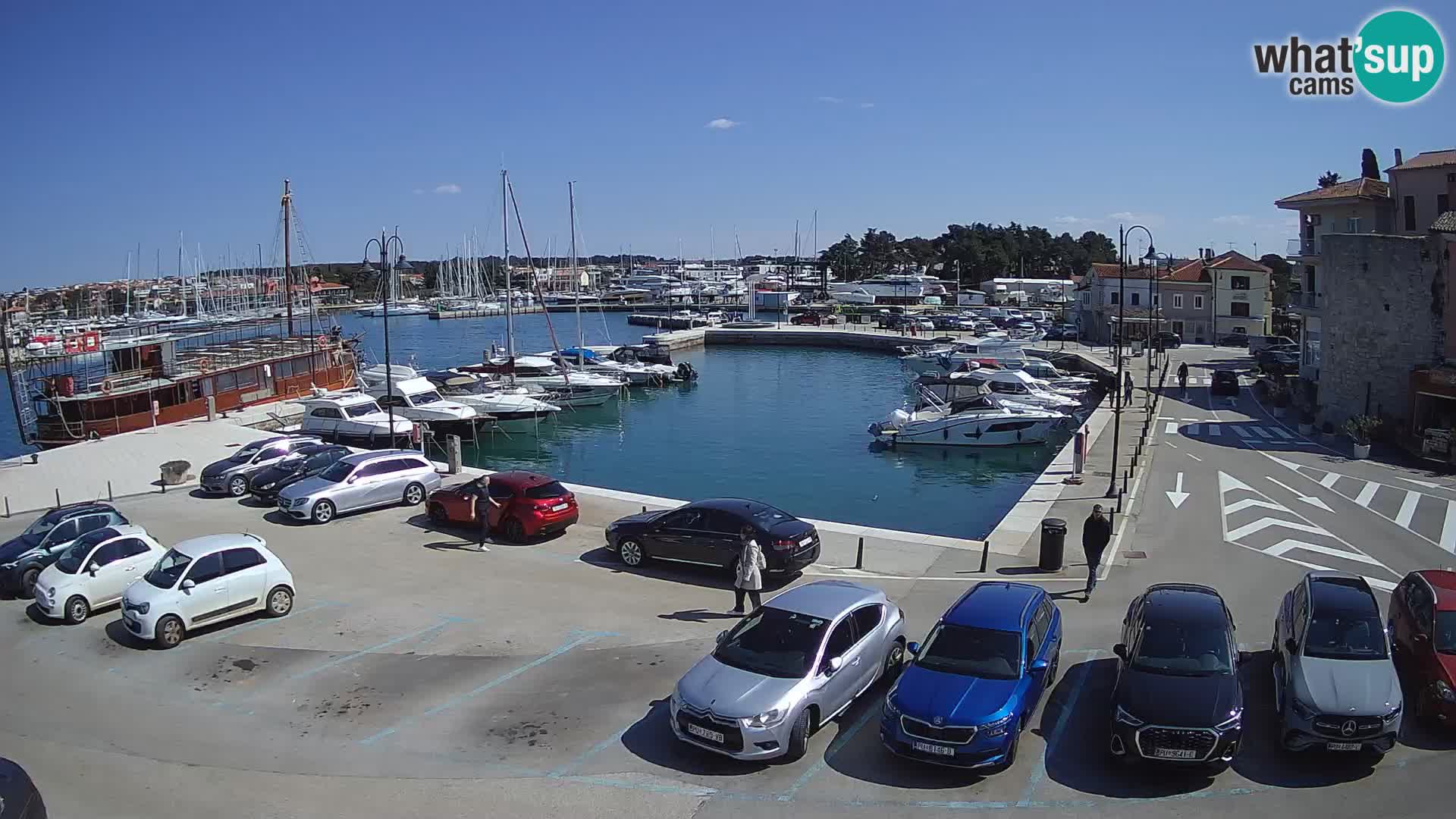 Novigrad | Porporela marina