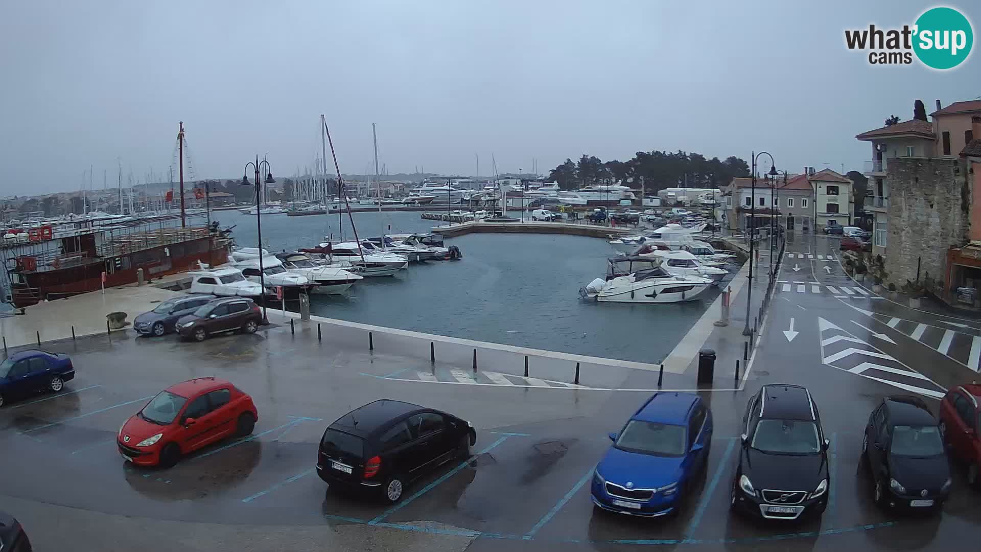 Novigrad | Porporela marina