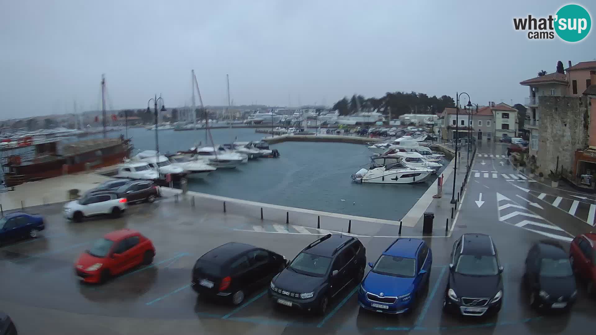 Novigrad | Porporela marina