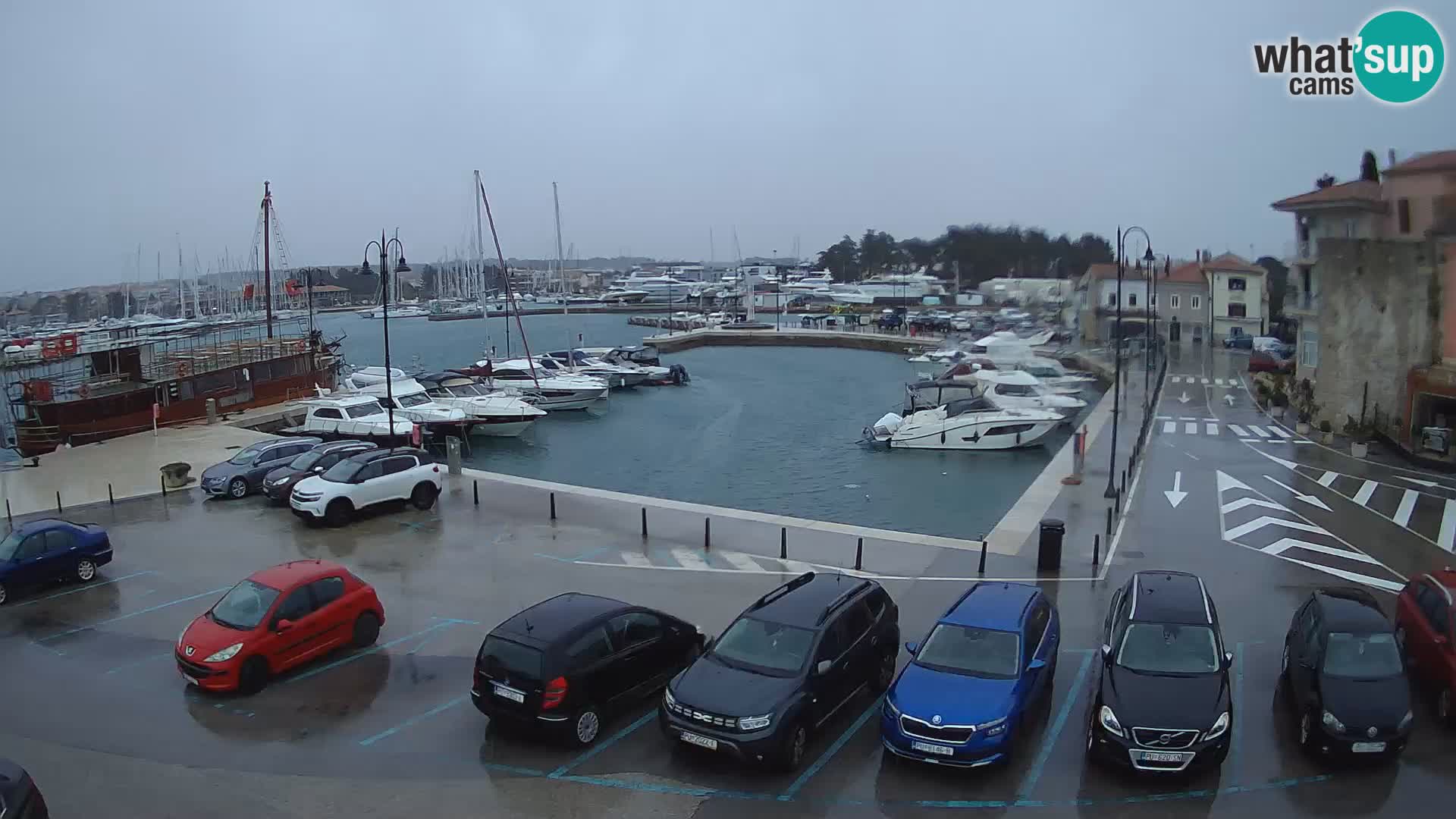 Novigrad | Porporela marina