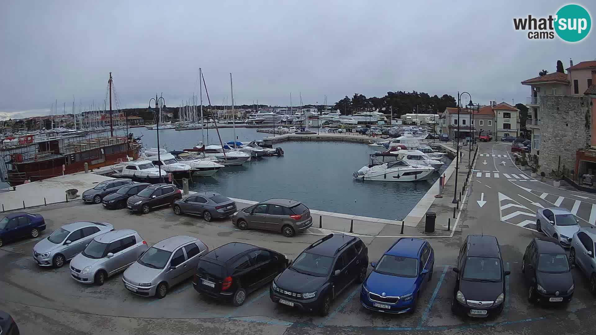 Novigrad | Porporela marina