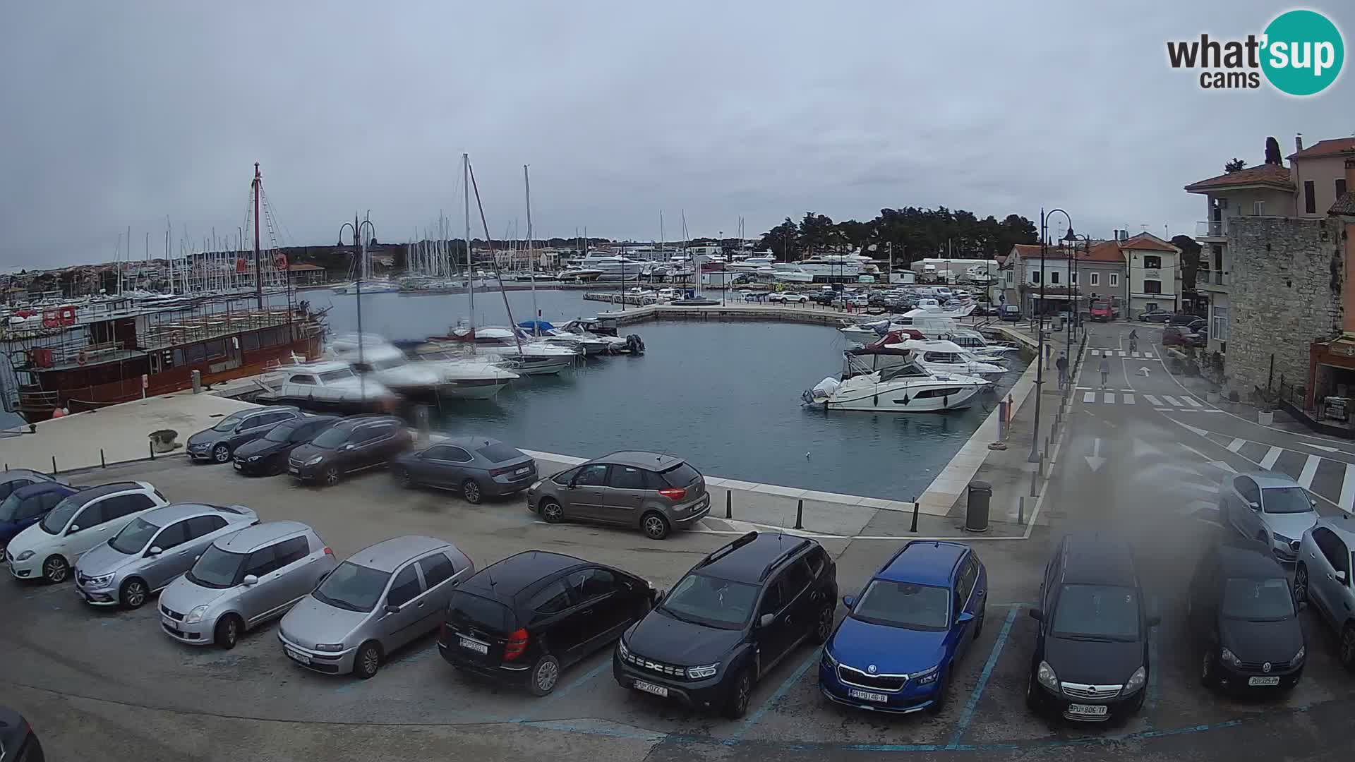 Novigrad | Porporela marina