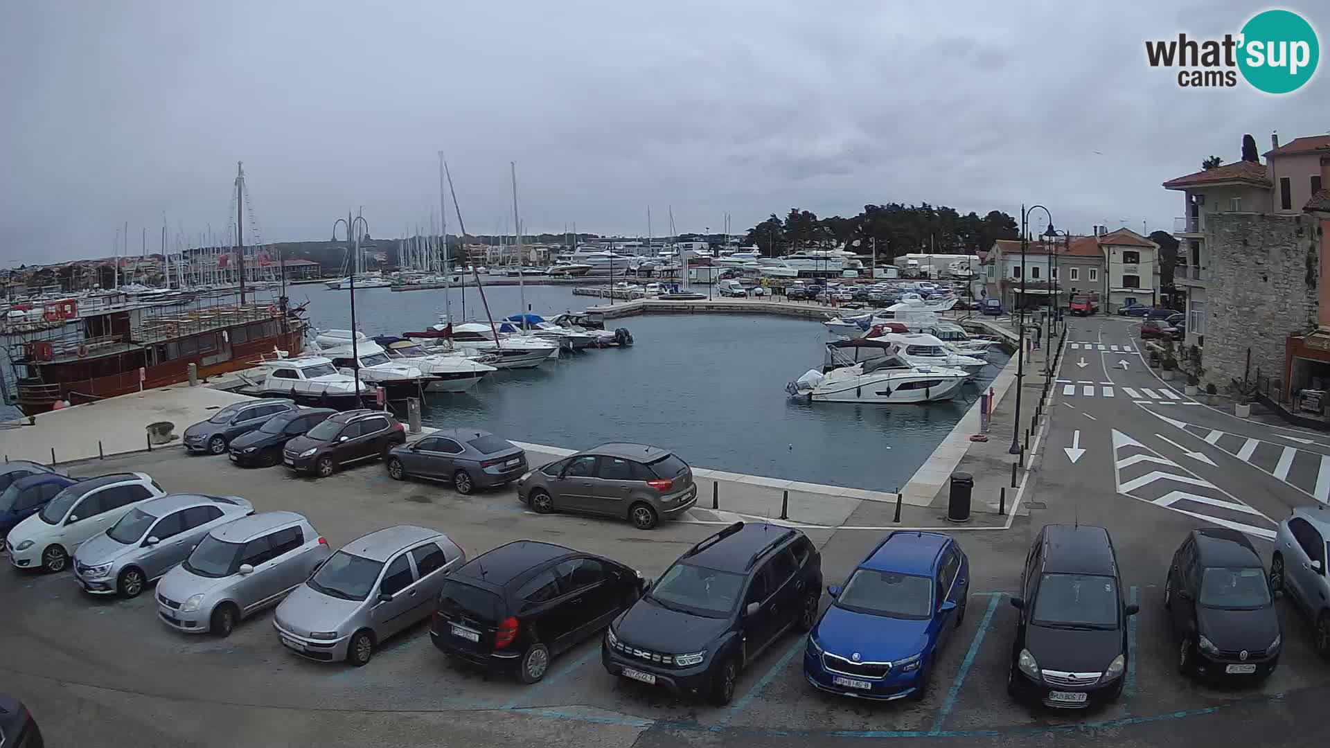 Novigrad | Porporela marina