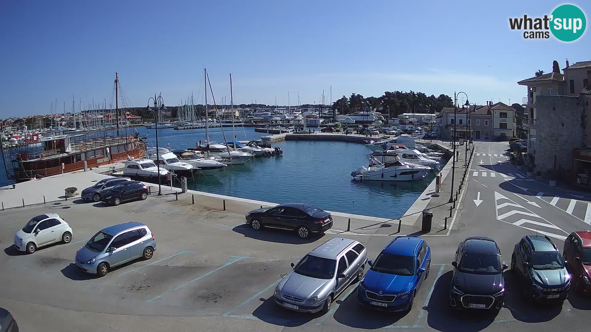 Novigrad | Porporela marina