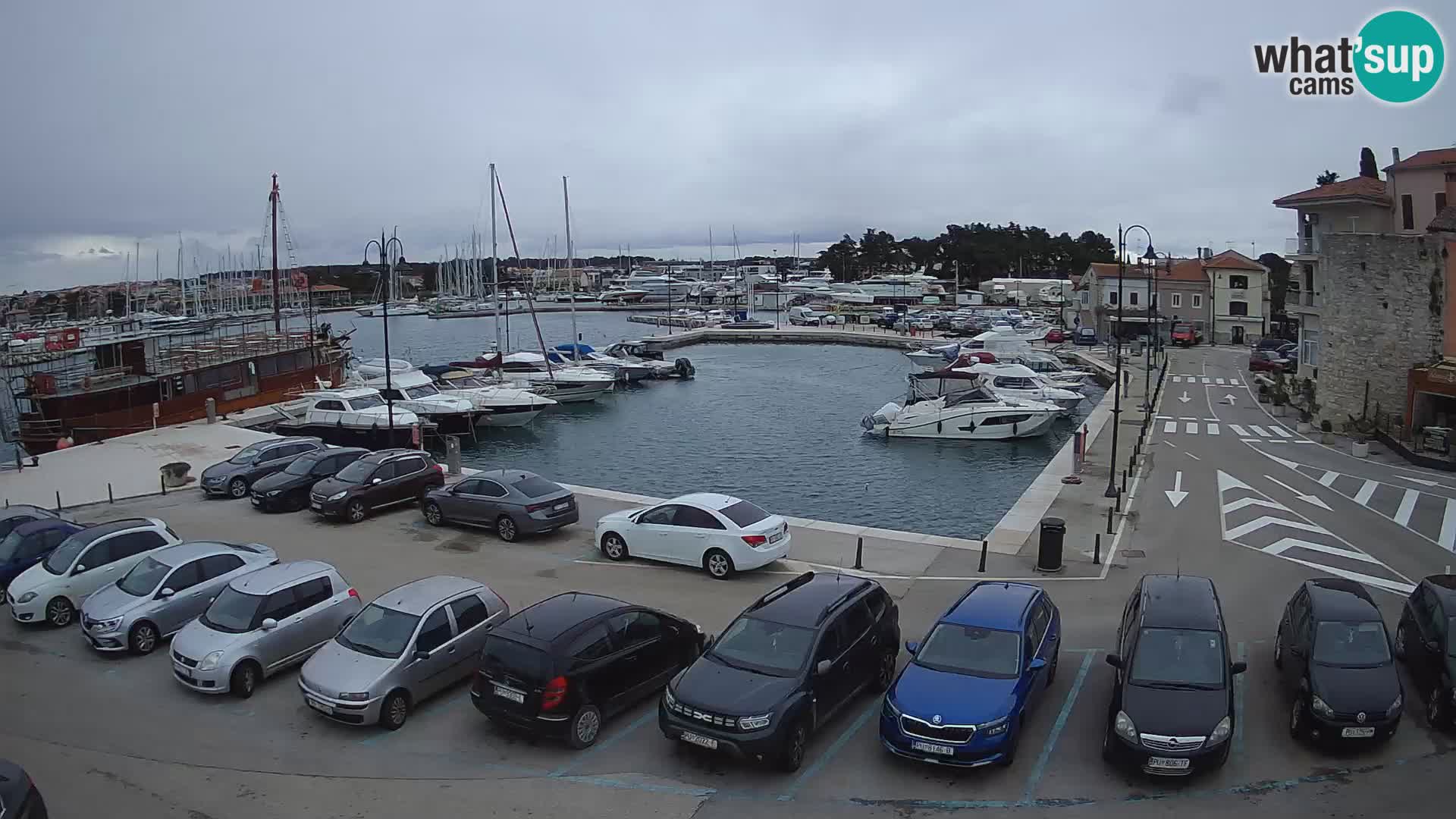 Novigrad | Porporela marina