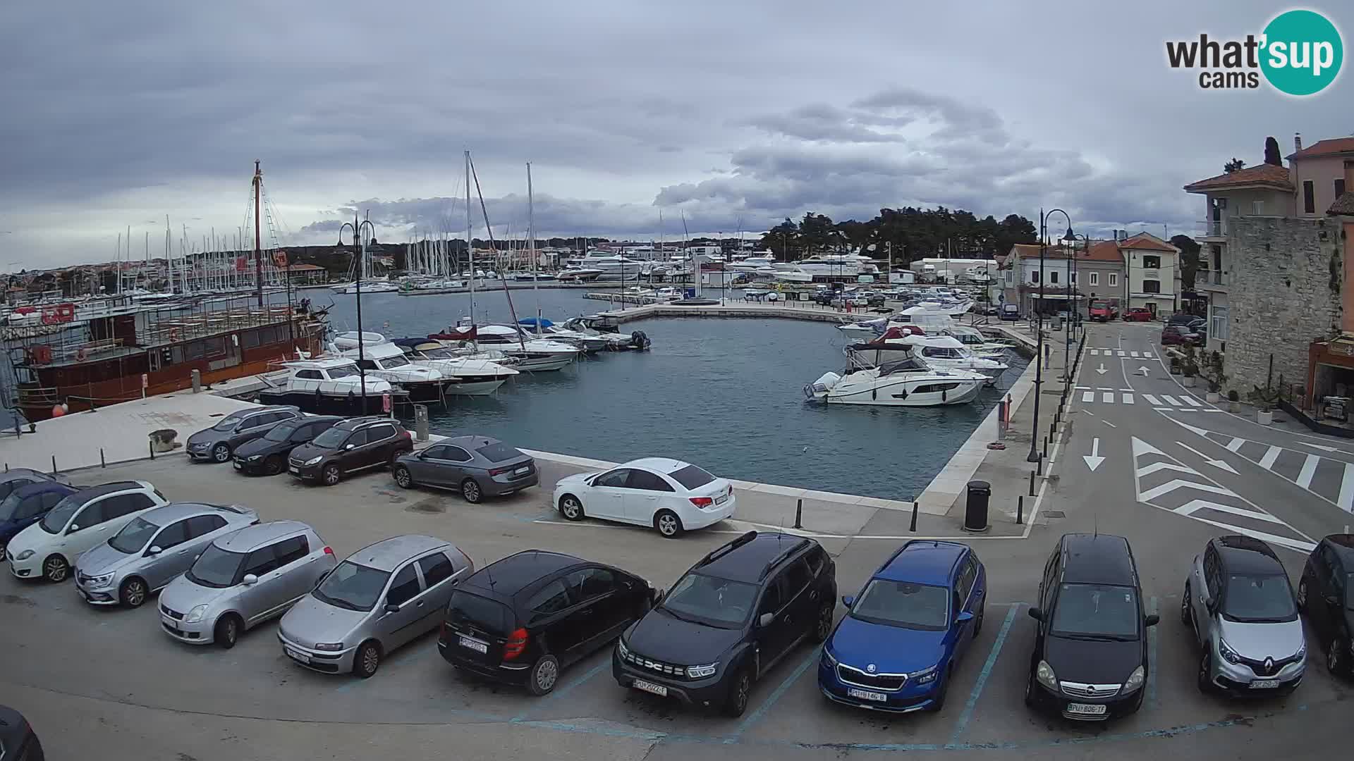 Novigrad | Porporela marina