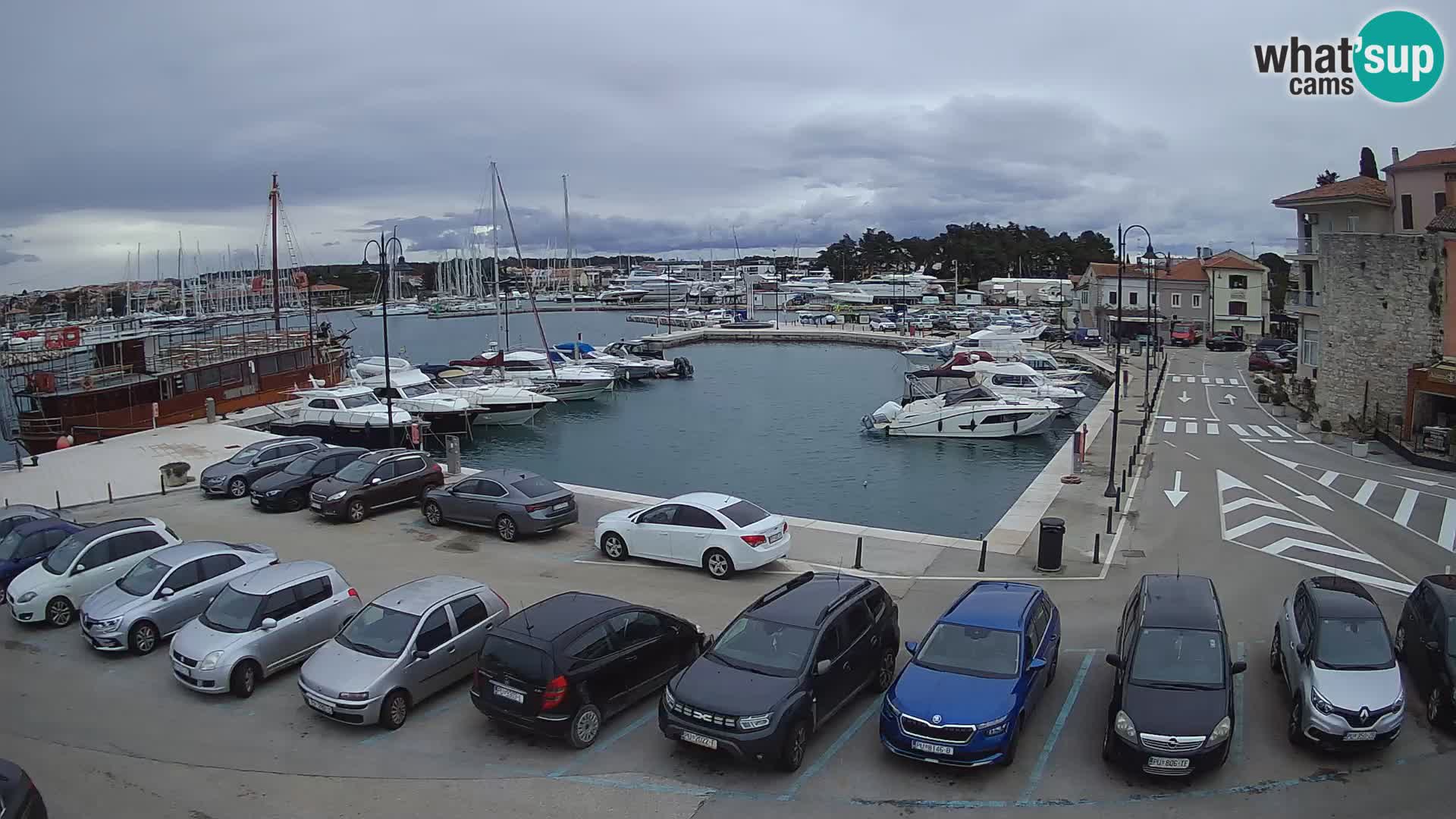 Novigrad | Porporela marina