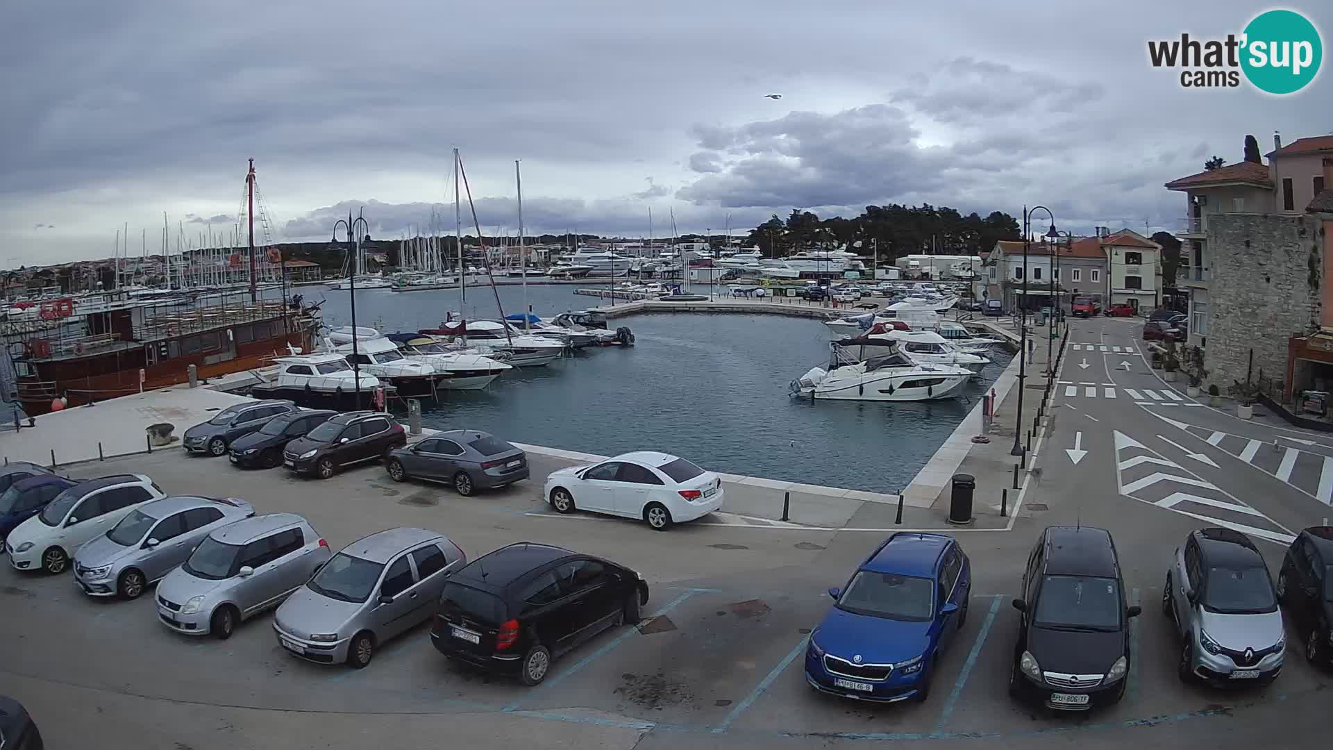 Novigrad | Porporela marina