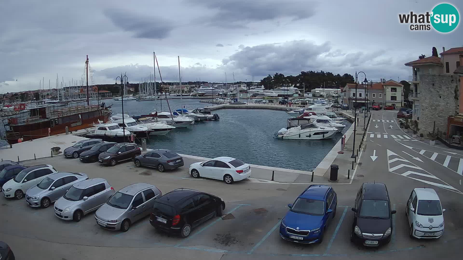 Novigrad | Porporela marina