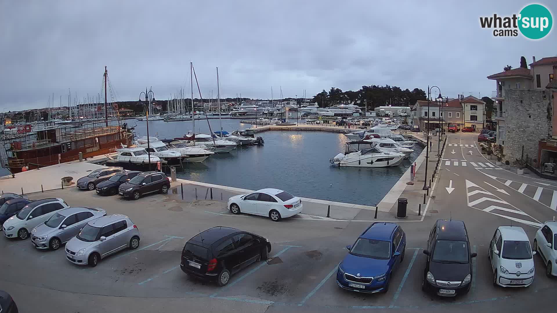 Novigrad | Porporela marina