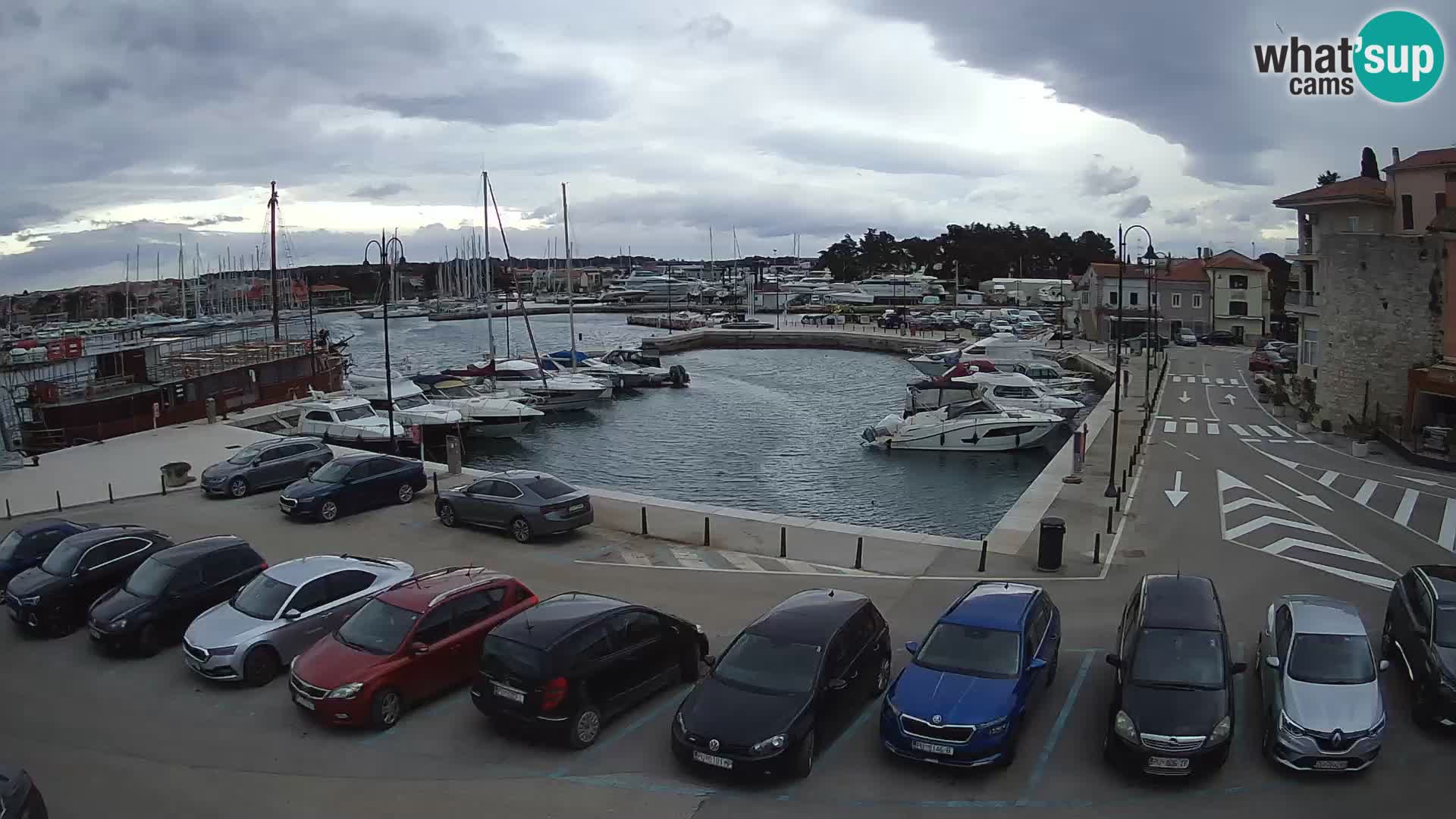 Novigrad | Porporela marina