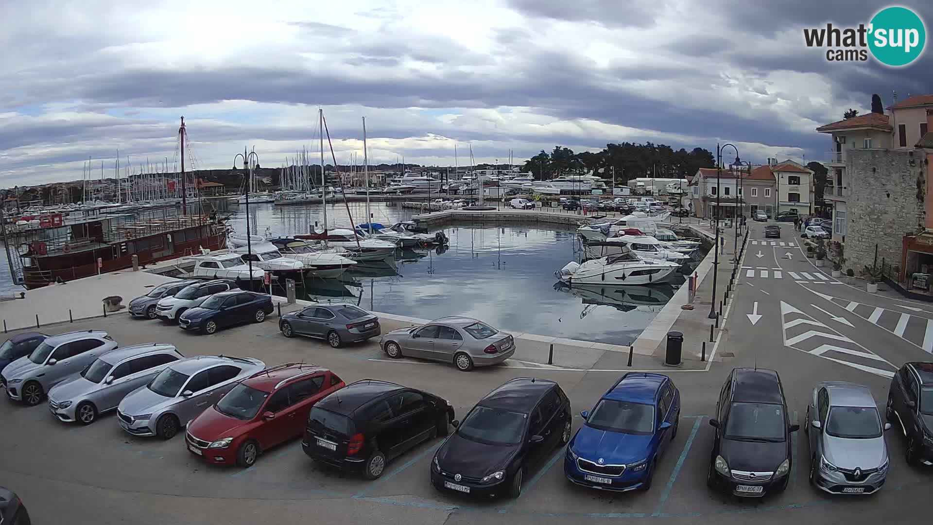 Novigrad | Porporela marina