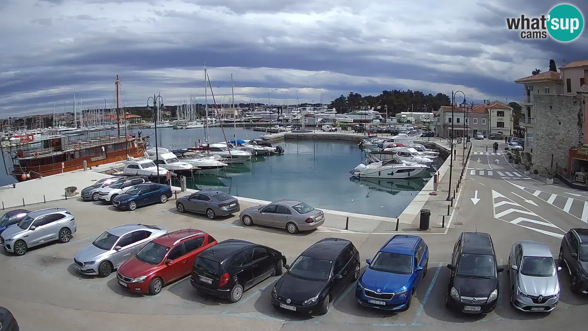 Novigrad | Porporela marina