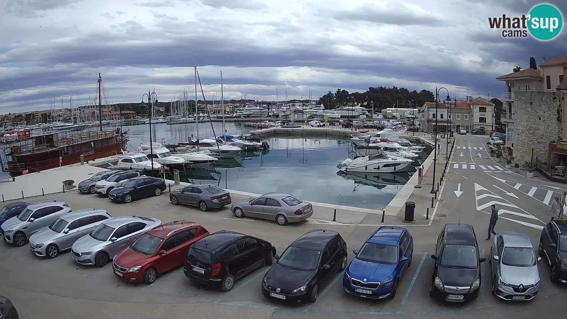 Novigrad | Porporela marina