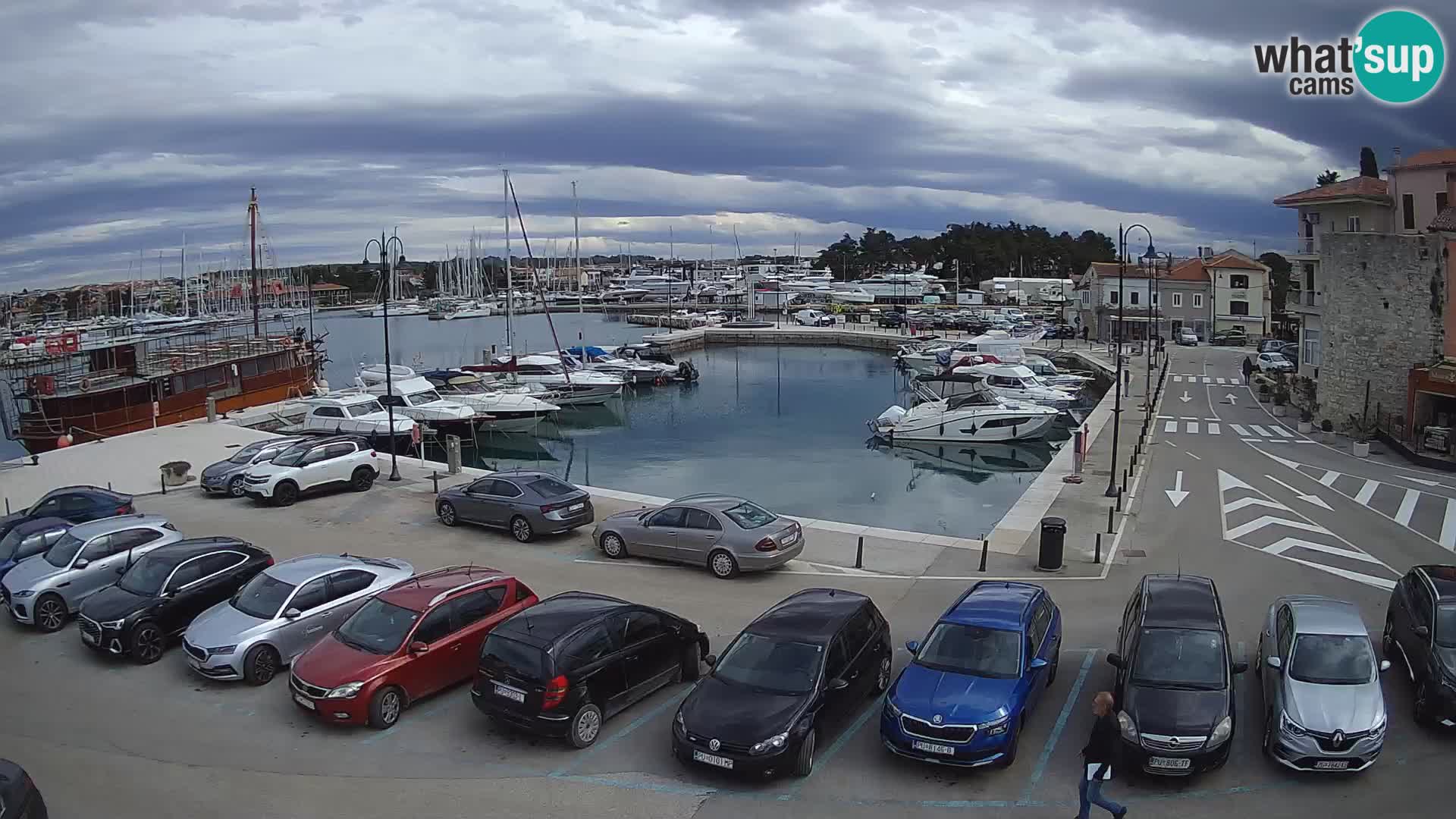 Novigrad | Porporela marina