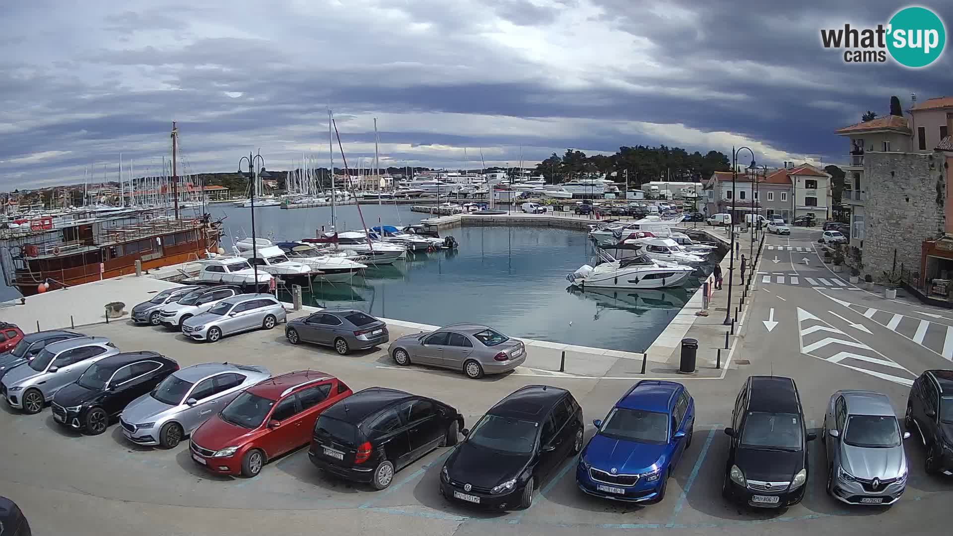 Novigrad | Porporela marina